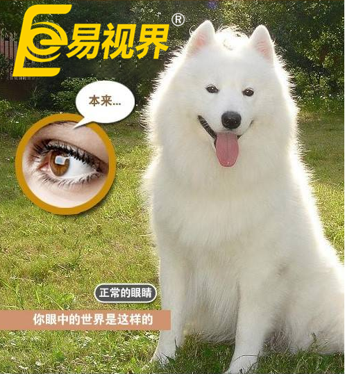 不一樣的眼病，不一樣的世界