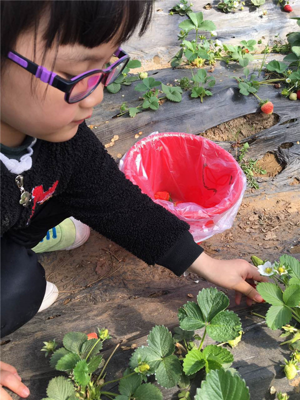 易視界小客戶在認(rèn)真摘草莓