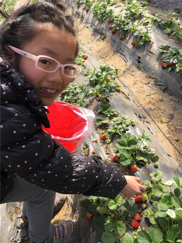 易視界小客戶在認(rèn)真摘草莓