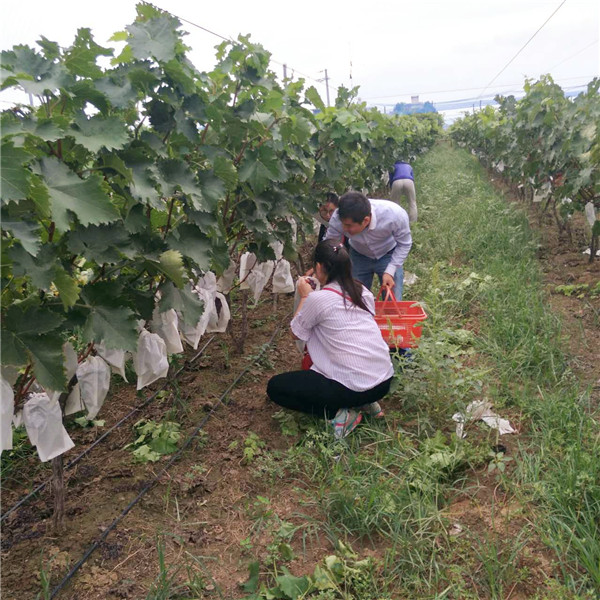 易視界伙伴們認(rèn)真摘葡萄